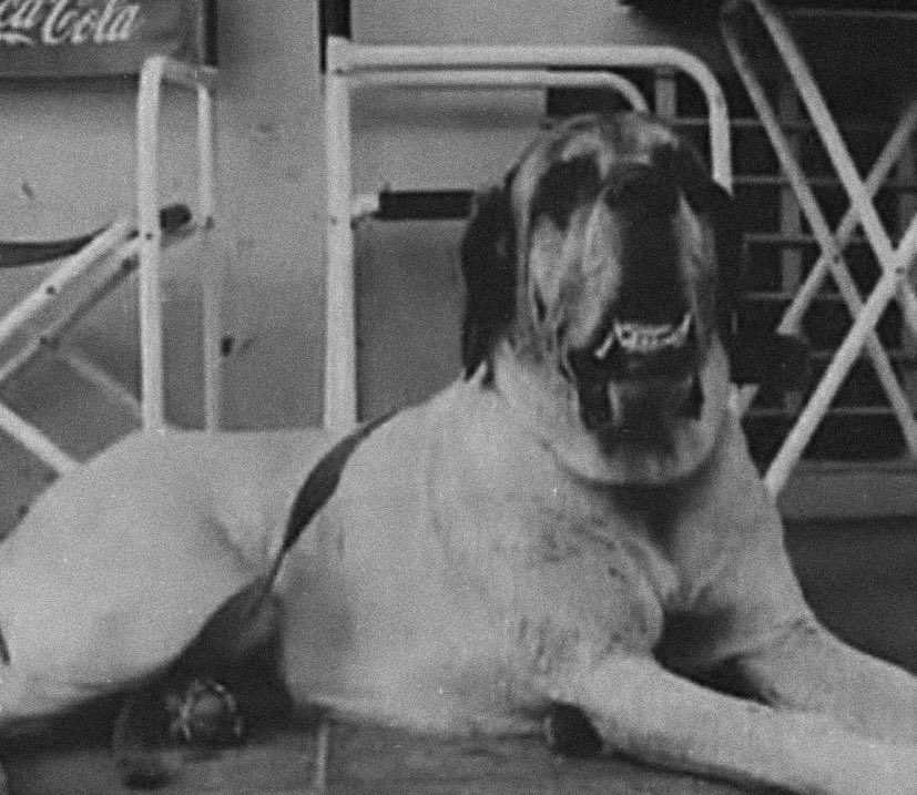 "CONAN SI ESTÁS AHÍ DAME UNA IDEA"

"Citá un tuit de cfk con el gif de rami malek caminando en pelotas."

"NO ENTIENDO CONAN"

"Confia Habbo, sacás 88%, Guau Hitler."