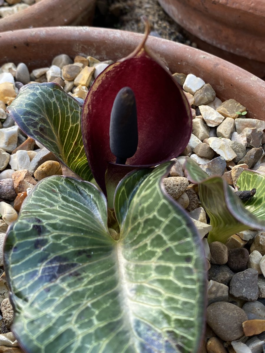 Another Ray Cobb gift, the fabulous Arum pictum ‘Primrose Warburg’ (syn. ‘South Hayes’), with an interesting ‘fragrance’. Excellent article on the species at srgc.net/documents/irg/…
#fairviewyearround