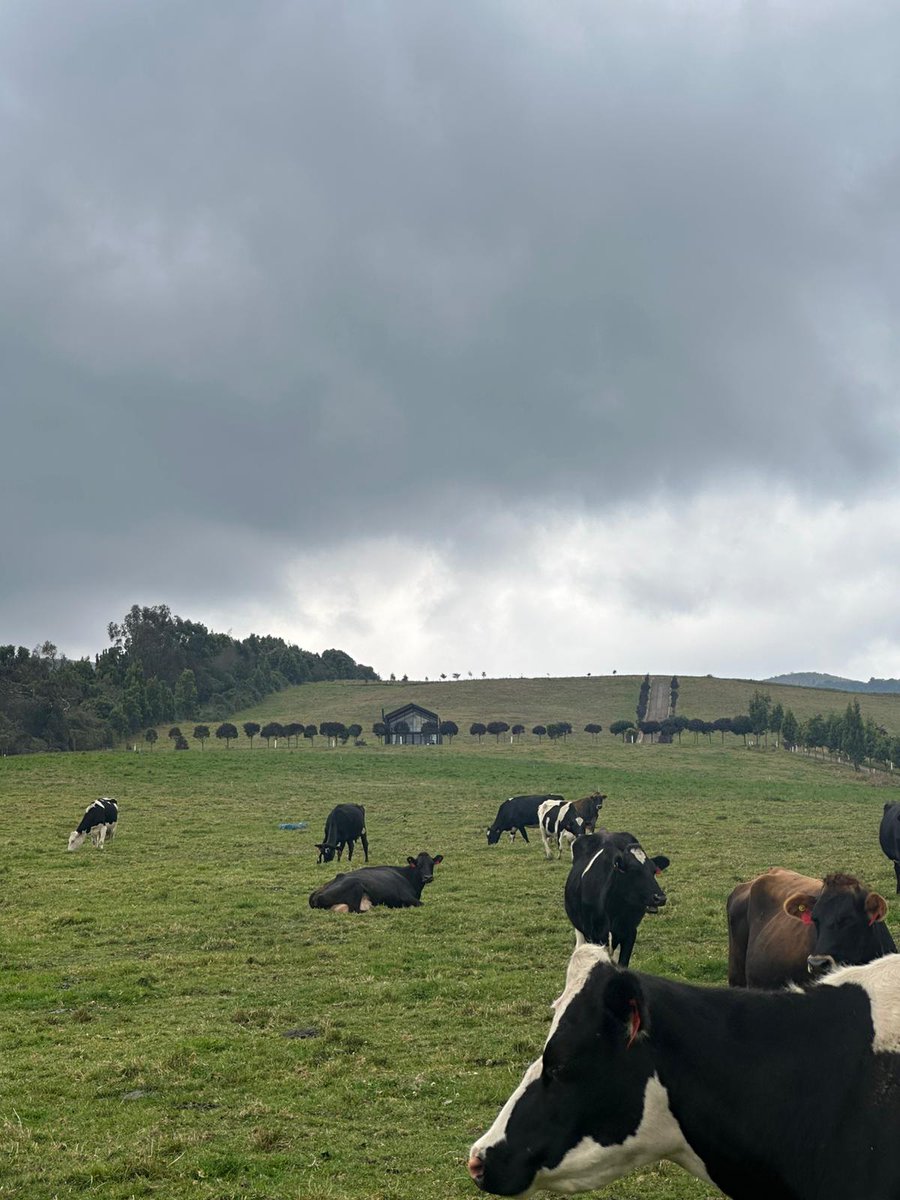 Nuestro técnico responsable, Felipe Bonilla,  estuvo de gira por Ecuador, en la zona central, recorriendo predios lecheros con nuestros clientes
Podemos ver pasturas a 3.200 metros de altura y forrajes de DLF Seeds en todo el continente 🙌🙌👏
