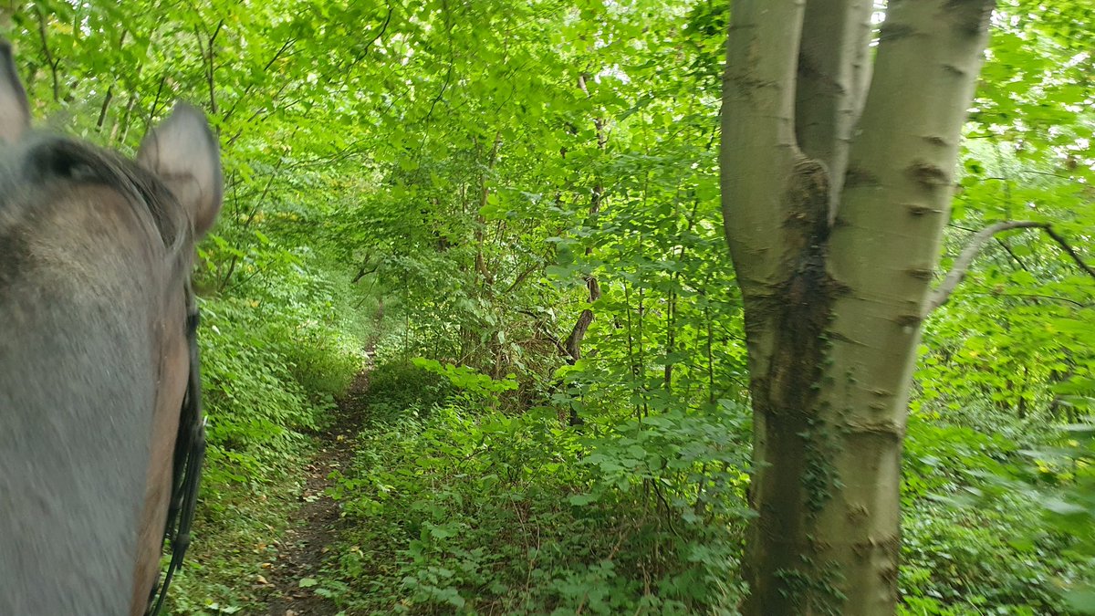 RAWarnau's tweet photo. 🐴 🌳 🤠 ☀️ https://t.co/34ynMSGNyI