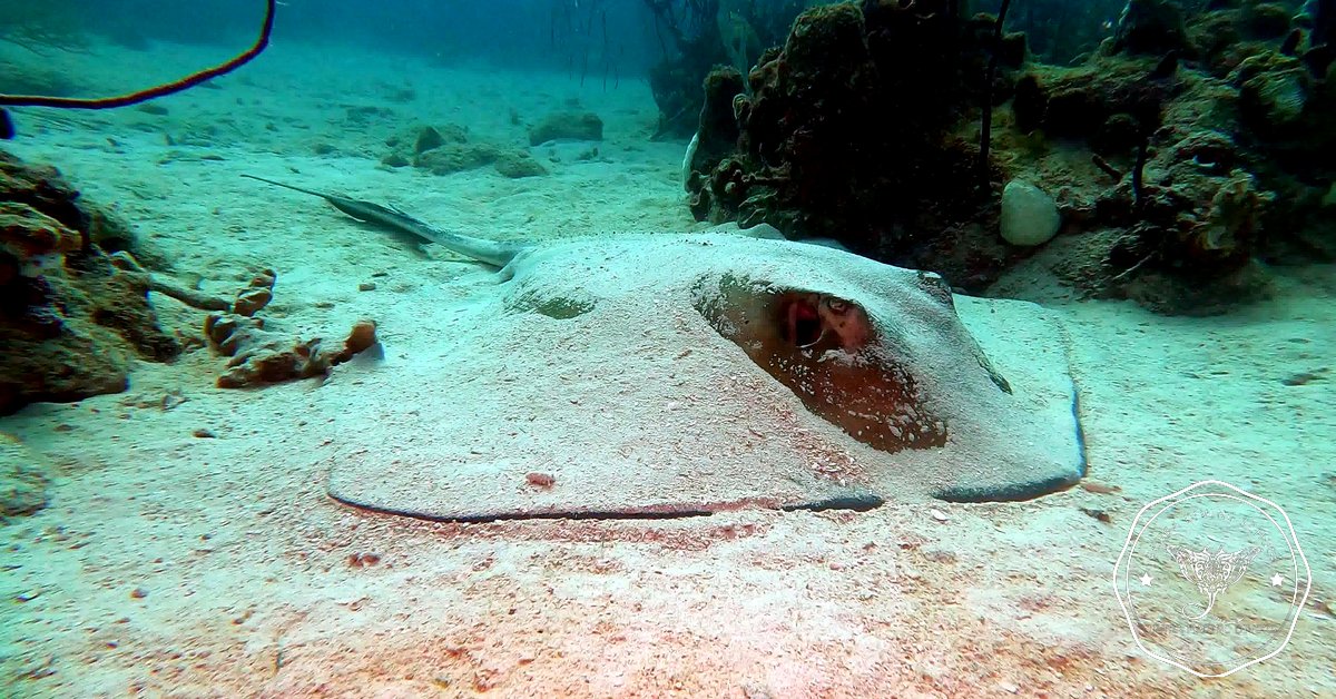 Ultramarinedive's tweet photo. “Can you spot the stingray? 👀🐟
They love to hide under the sand waiting to surprise us!
👉 Have you ever seen one while diving?”
.
.
#Stingray #OceanAdventure #ScubaExperience #BayahibeDiving  #CaribbeanScuba #DiveCaribbean #ScubaJourney #UnderwaterLife #UltraMarineDivers https://t.co/wzGC1Ojlfs