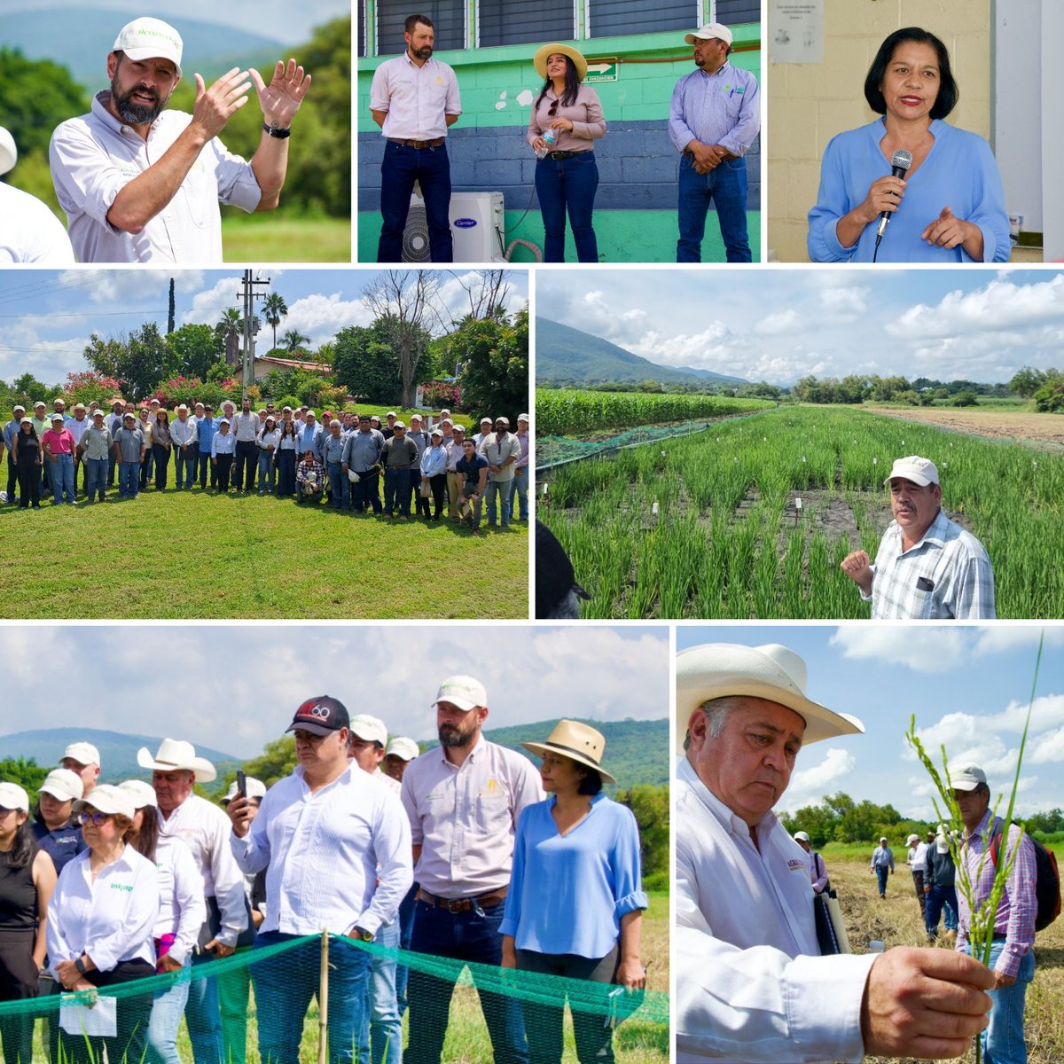 Jelle_VanLoon's tweet photo. En #Morelos reunimos a los tres niveles de gobierno, productores y aliados del sector arrocero. Desde CIMMYT #Tlaltizapán presentamos 126 variedades en evaluación para revitalizar el cultivo y fortalecer el Plan Campeche, Morelos Agroecologíco y la competitividad agroalimentaria. https://t.co/66FQamEAX5