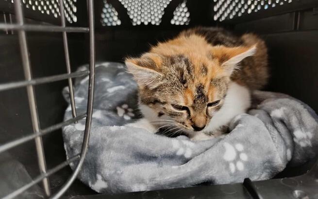 Czemu Nikt nie chce im pomóc 😟😟 

One walczą o życie! 
Bez wsparcia nie uda się ich uratować!

Do końca zbiórki 1,5 GODZINY ‼️ 

ratujemyzwierzaki.pl/stado-kielanow…