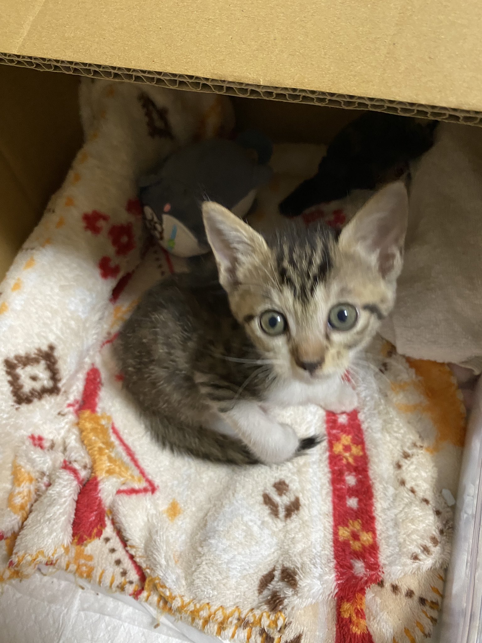 ♡ ねこちゃん 様、専用♡※他の方はご遠慮ください‼️ 猫猫 - Search / X