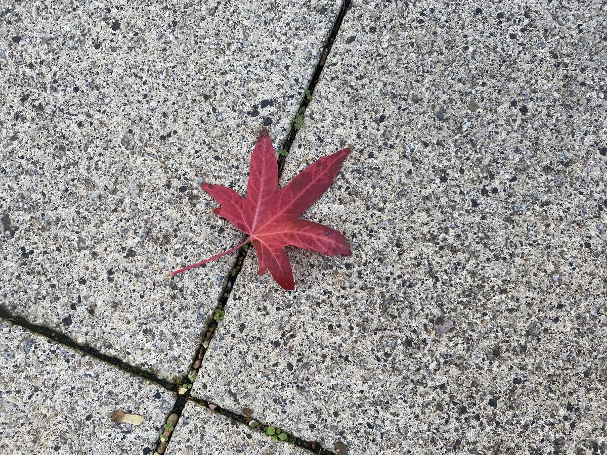 David Cook (@spiddly) on Twitter photo It begins. It begins.