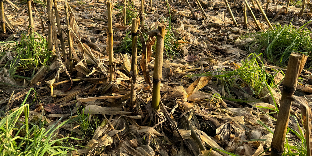 One final push! Fall weed management brings three big benefits: 1) spread the workload and take advantage of available spray days; 2) gain flexibility for early planting windows; 3) reduce tough-to-manage overwintering weeds that can affect seedbed conditions and harbor insect