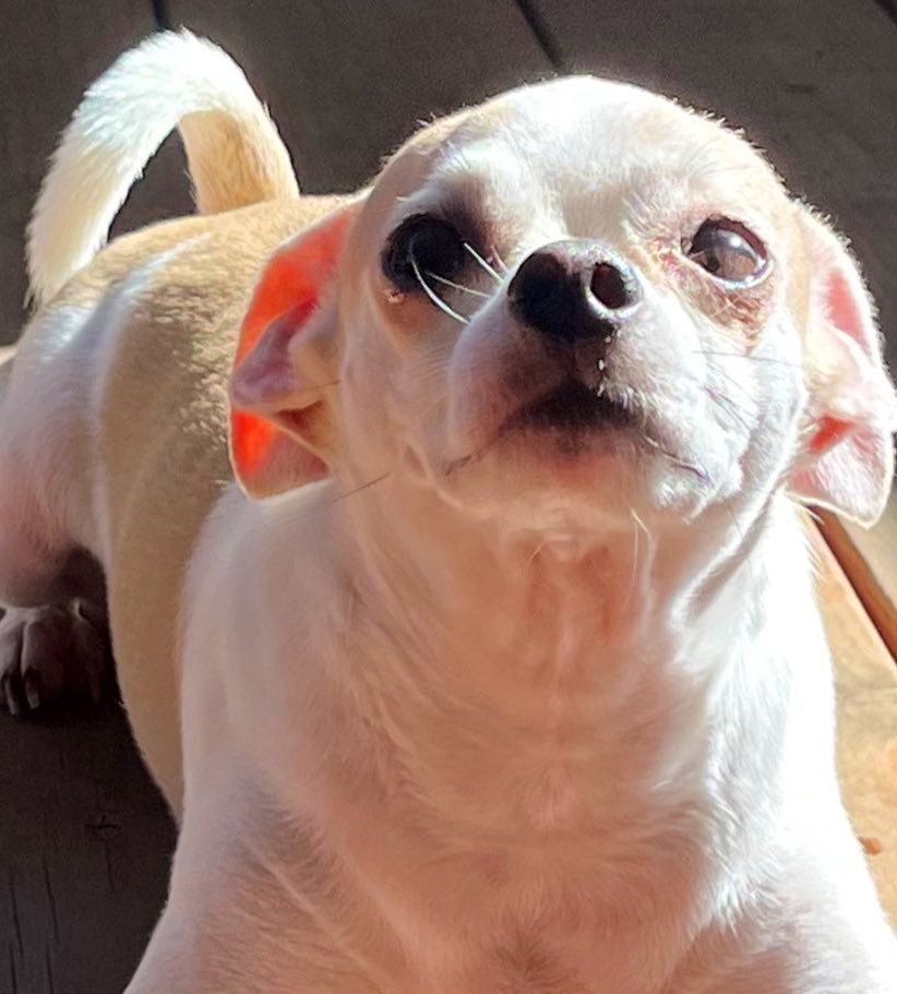 Chica the chihuahua and crew tweet media