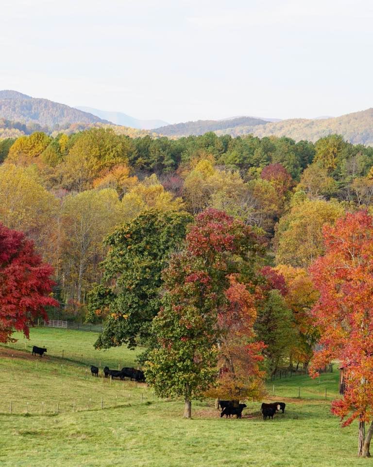 Virginia Spirits tweet media