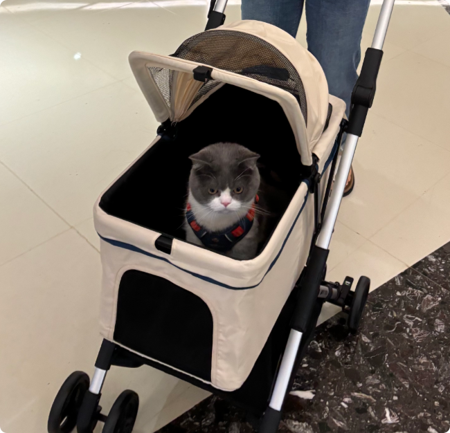 猫にも『旅行』の楽しさを体験させてあげよう！ベッドから公園へ、ソファから街角へ、今日はどこに連れて行く予定ですか？