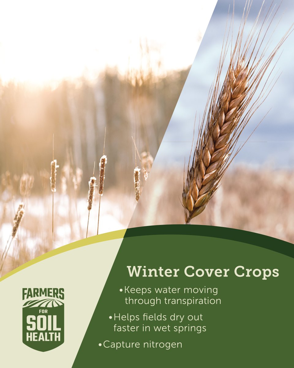 FarmersforSoil's tweet image. Overwintering cover crops like cereal rye, triticale &amp;amp; wheat soak up water &amp;amp; nitrates when leaching risk is highest 🌱 They can capture nitrogen, keep water moving, &amp;amp; help fields dry faster in the spring.

Learn more here: bit.ly/3UBNKrg