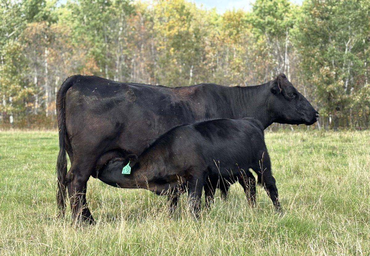 Edie Creek Frances 18G 

6yr old MH Titan 752 daughter that has calved first cycle every year.