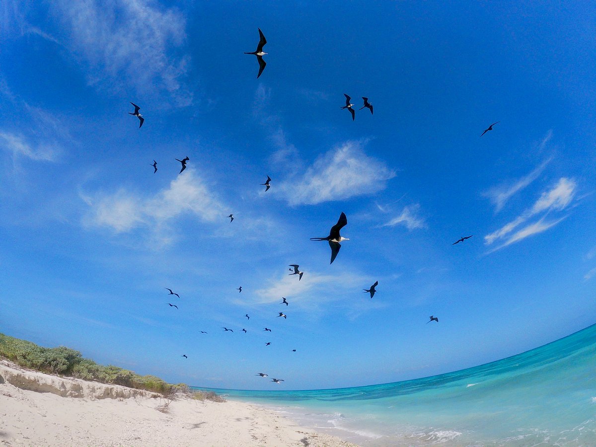 #DidYouKnow Dry Tortugas isn’t just a stunning park, it’s a bird-watcher’s paradise! 🐦 As part of the Great Florida Birding Trail, it’s a key stop for migratory birds. Bring your binoculars and start spotting!

📸 Past photo contest entry by Nicole Polli
 bit.ly/4ktNZjz
