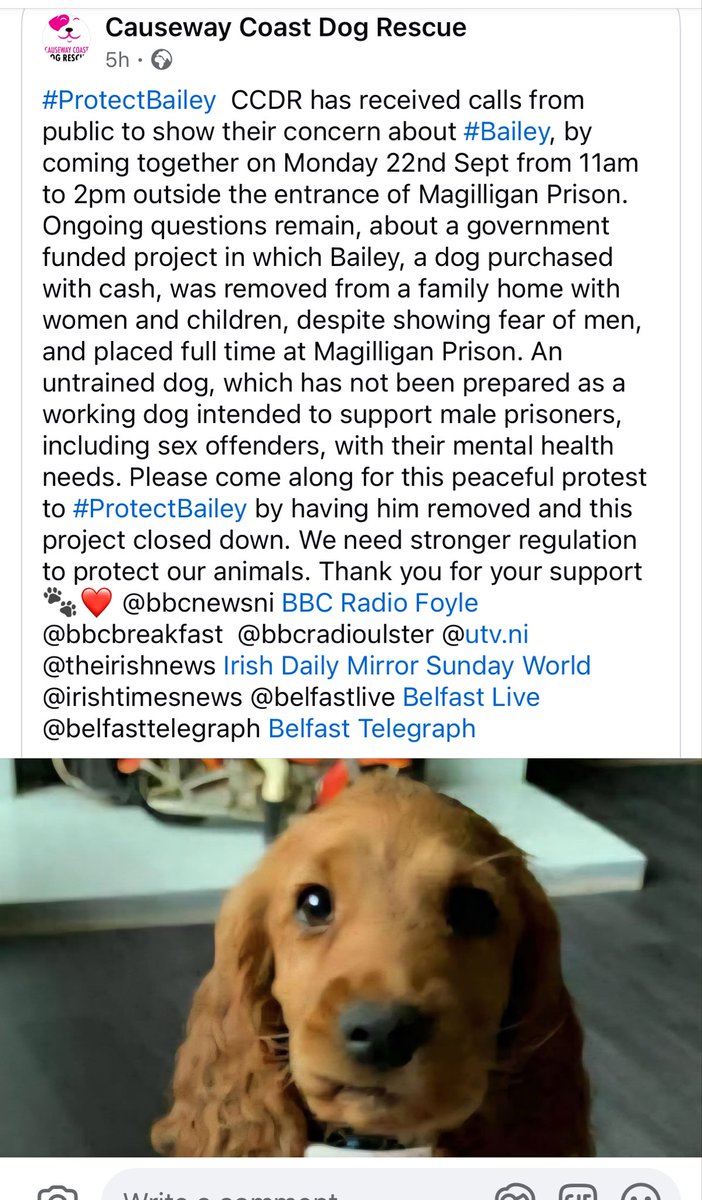 JonBurrowsMLA's tweet photo. To those who criticised me for speaking up &amp; out for this animal; &amp; for raising in the Assembly serious safeguarding issues read the update below. Normal professional practices were departed from by the very justice system that should be role modelling them. Worrying culture. https://t.co/pa40bLctdb