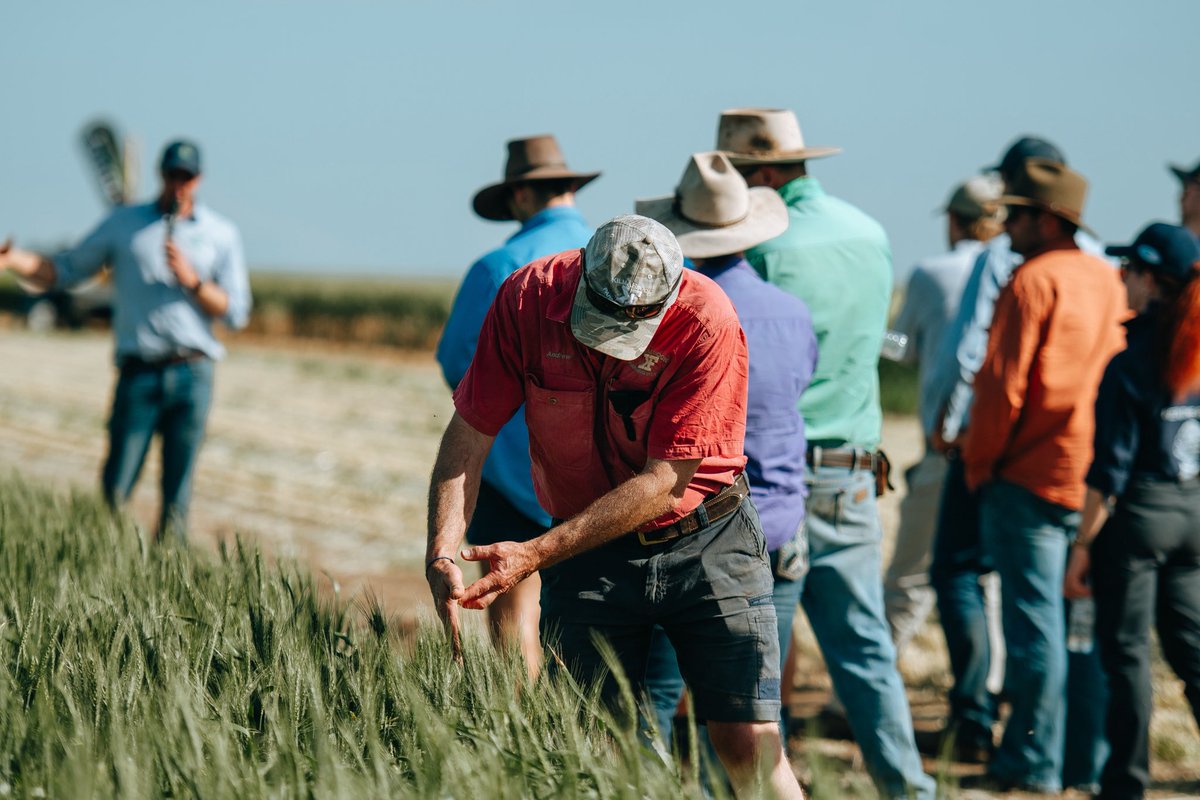 Thanks to all who supported and attended Outlook Ag Field Day! Great afternoon of agronomy discussions and presentations #agronomytrials #wintercrop2025 #summercrop2026 #soilscience #croprotations #outlookagfieldday #outlookag #grdcngn