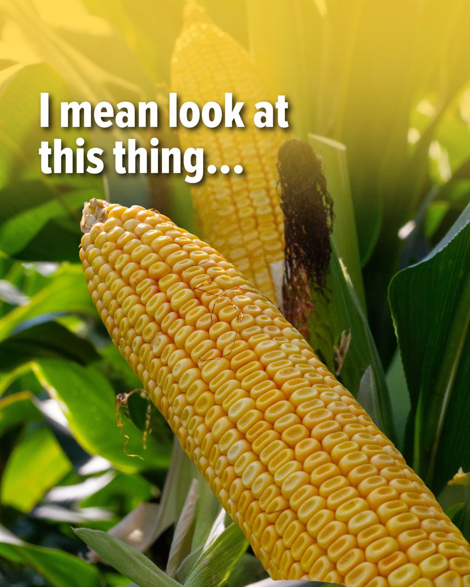 IntermountainAg's tweet photo. It’s CROPLAN® corn!🌽 🎶
A big lump with knobs and the traits to back it up:
• Strong seedling vigour
• Excellent drought tolerance
• Powerful roots and stalks to keep it standing strong
I can’t imagine a more beautiful thing! https://t.co/Xw5PjKIKZ5