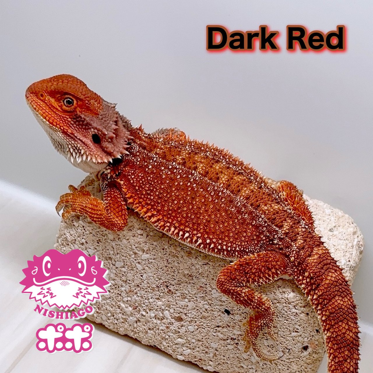 【美品】【匿名配送】ポポのケージ　フトアゴヒゲトカゲ　爬虫類 ☆フトアゴ飼育30フルセット | ポポのケージ