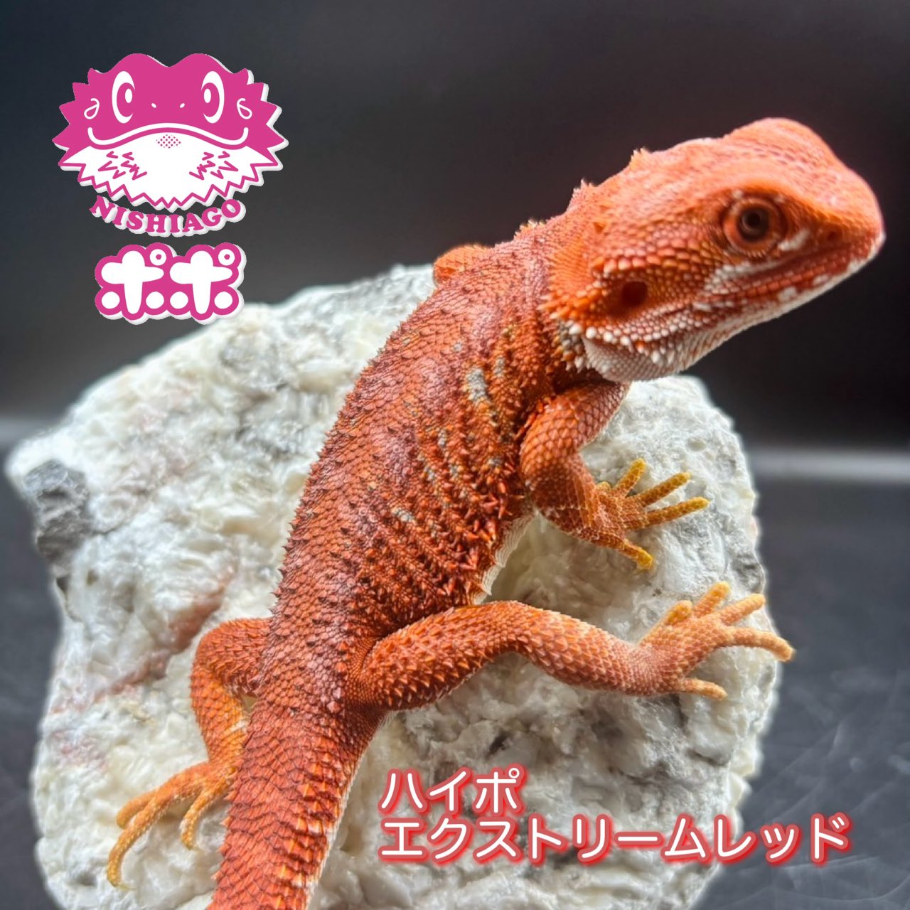 ポポの爬虫類ゲージ ◎30ケージ 照明器具セット付きセット | ポポのケージ