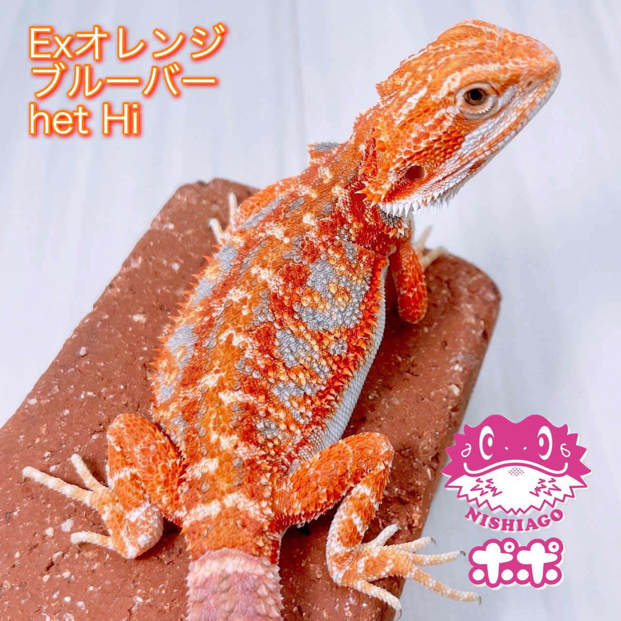 H.Nishi (@HidehitoNishi) / X