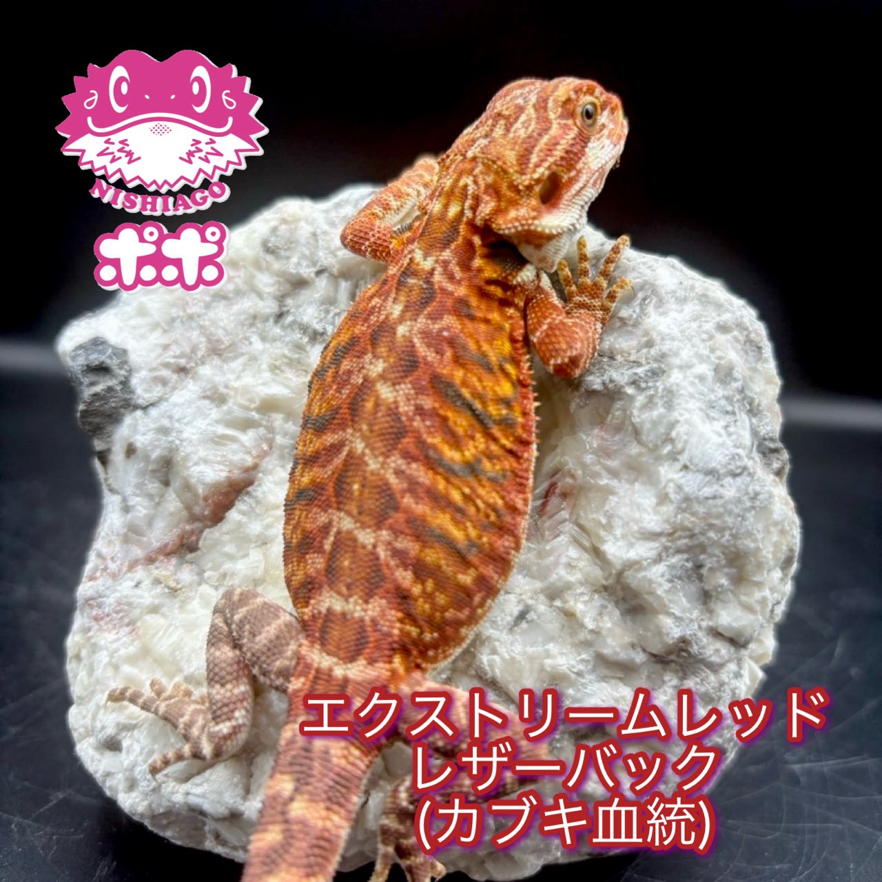 爬虫類　フトアゴヒゲトカゲ　ポポのゲージ　爬虫類ゲージ　お値下相談可 ポポのケージ (@poponocage) / X