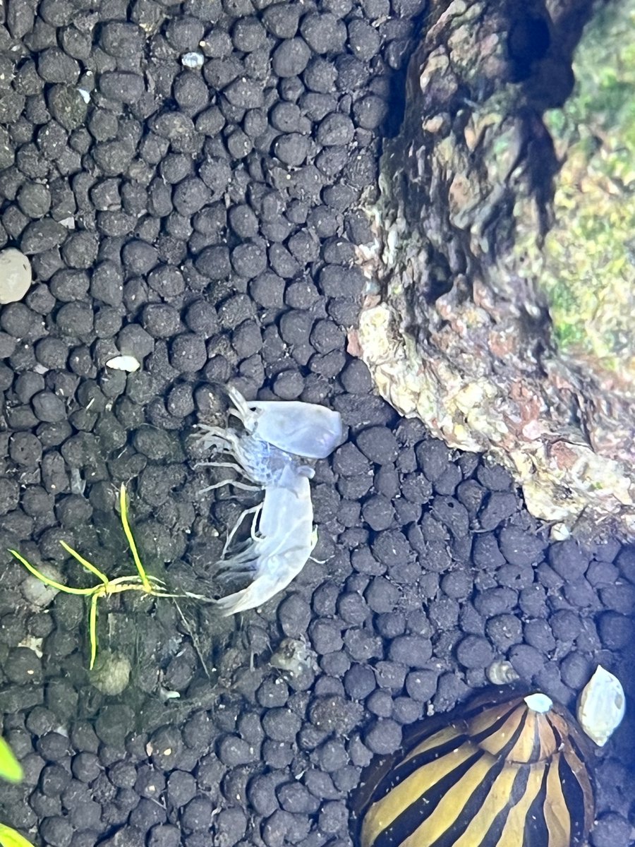 dustypacer's tweet photo. This must feel so good for the shrimp https://t.co/bgqUKVWPS1