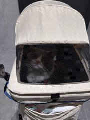 Jeremqwalta's tweet image. 猫にも『旅行』の楽しさを体験させてあげよう！ベッドから公園へ、ソファから街角へ、今日はどこに連れて行く予定ですか？