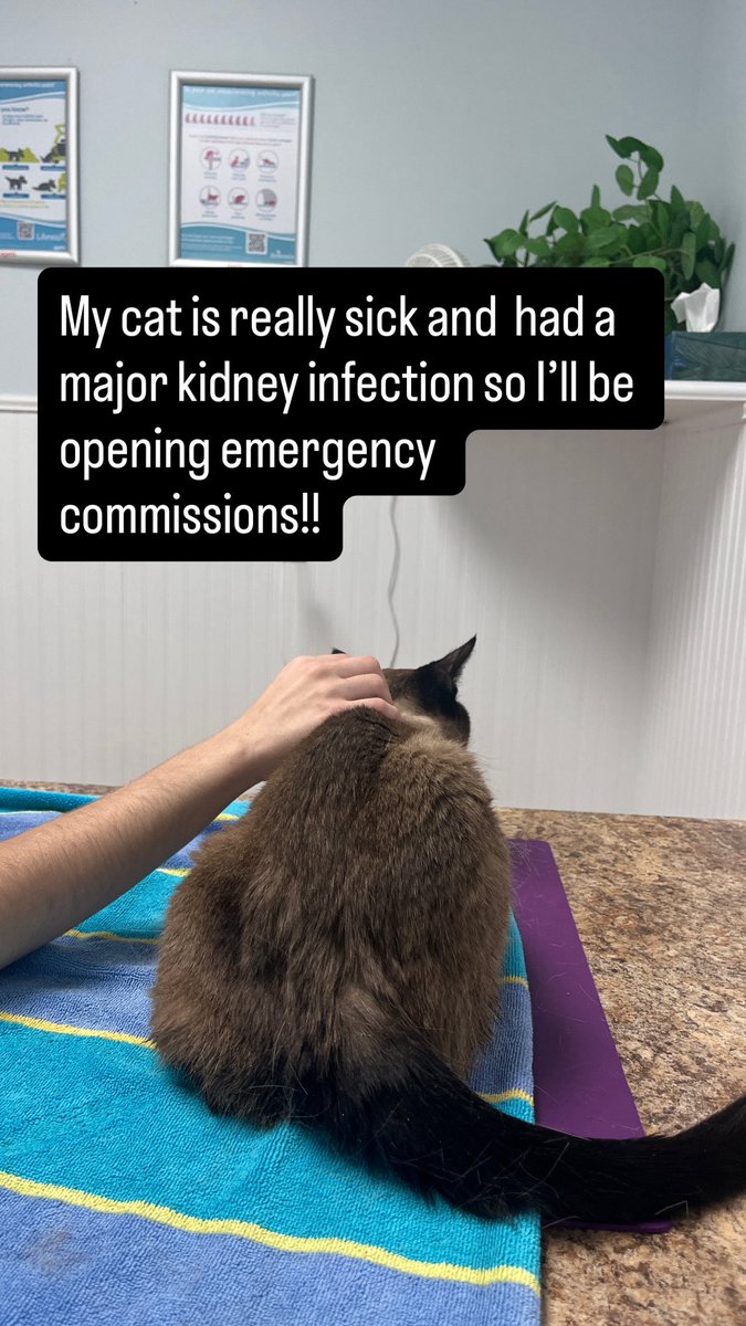 fallenros3petal's tweet image. My cat is having extreme issues with her
Kidneys and we still haven't gotten to the root of problem so I'm going to be opening emergency commissions to help with the costs!! #Emergency #Commission #emergencycomms #commissionsopen #pleasehelp
