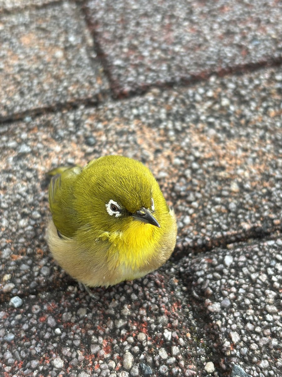 おはよう☀
スズメ？インコ？