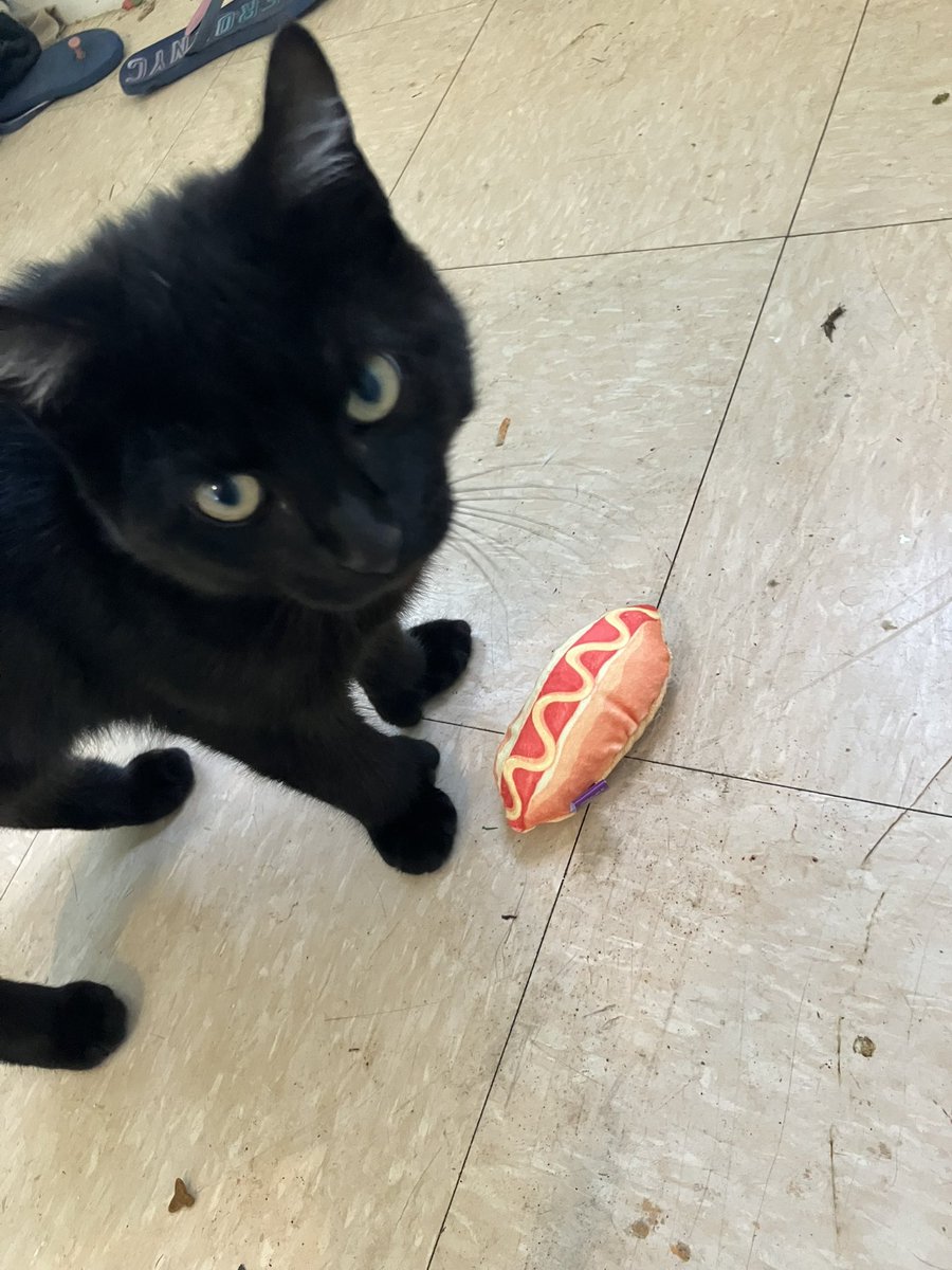 He was well bahaved for the nail trim so he gets a hot dog