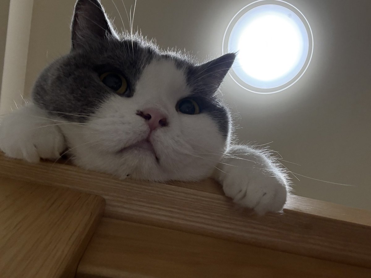 何見てるんかなーと思ったら
虚無を見てました😇
#ブリティッシュショートヘア 
#猫のいる朝