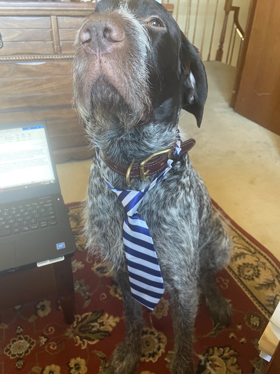 LunchBucketJoe7's tweet image. Yikes! Maximum Flatuence for Maximus Houndious Dogus!