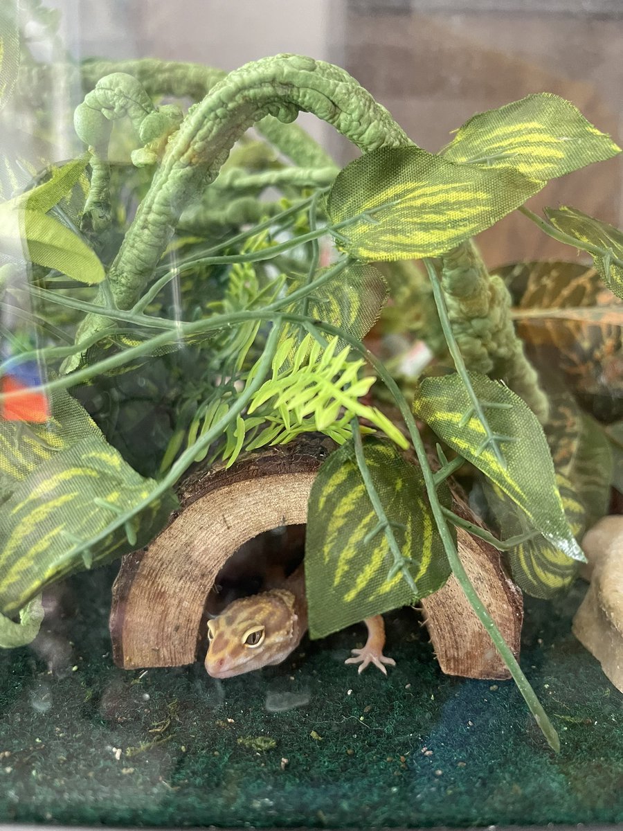 Mrs Lauren Thomas-Austin tweet media