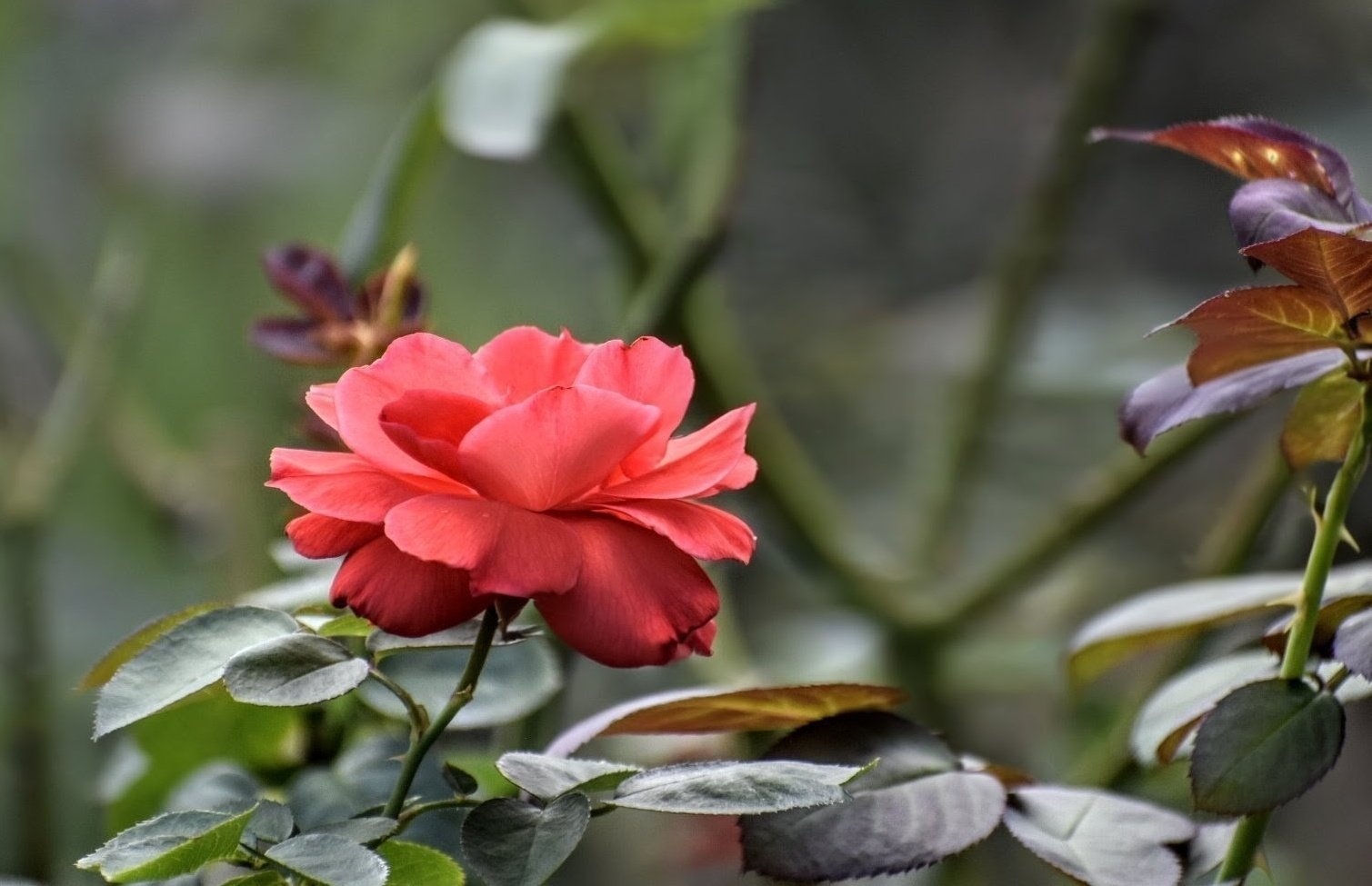 ✧ローズクォーツ ビッグローズ 薔薇 【B】✧ 楽天市場】ローズクォーツ 六角柱 1770g バラ石英 紅水晶 : True