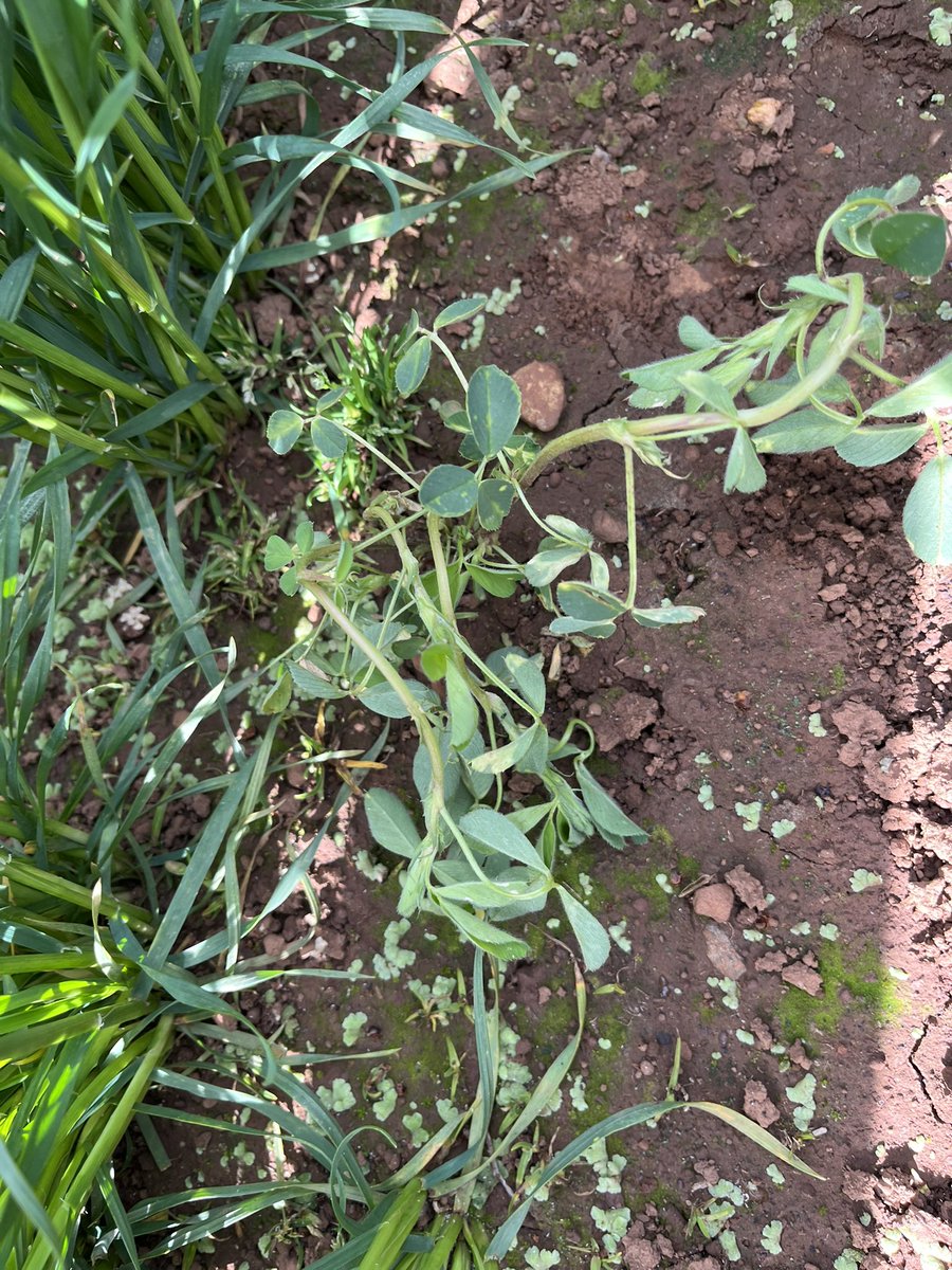 Wheat GS30-31 fungicide/broadleaf sprays are wrapping up for year. Good to see Priority &amp; MCPA 570 LVE 5 days post App looking after volunteer canola and lucerne in crop <a href="/Adama_AU/">ADAMA Australia</a>