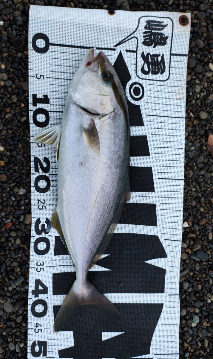 マー坊 (@s480218ma) / Posts / X