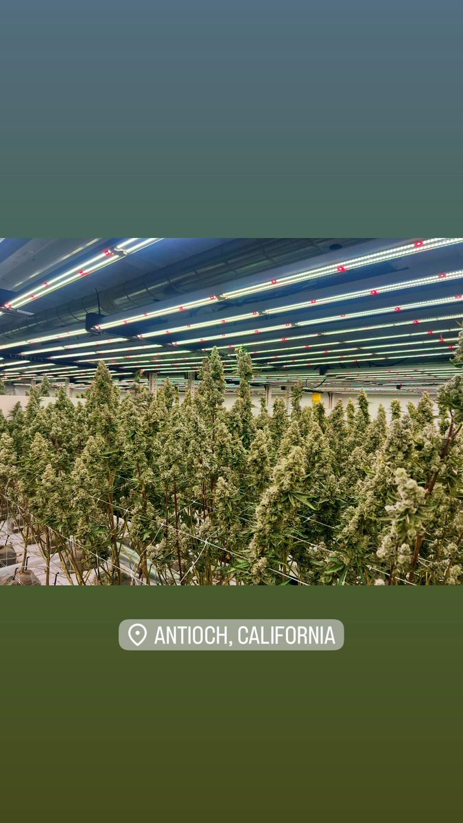 freshpen23's tweet image. Much love to Delta Dispensary in my hometown of Antioch, CA for showing me their operations and choppin’ game. 

I need all my folks in the East Bay to shop with them. (Until I get up and running 😉)

#CaliforniaCannabis #Prop64