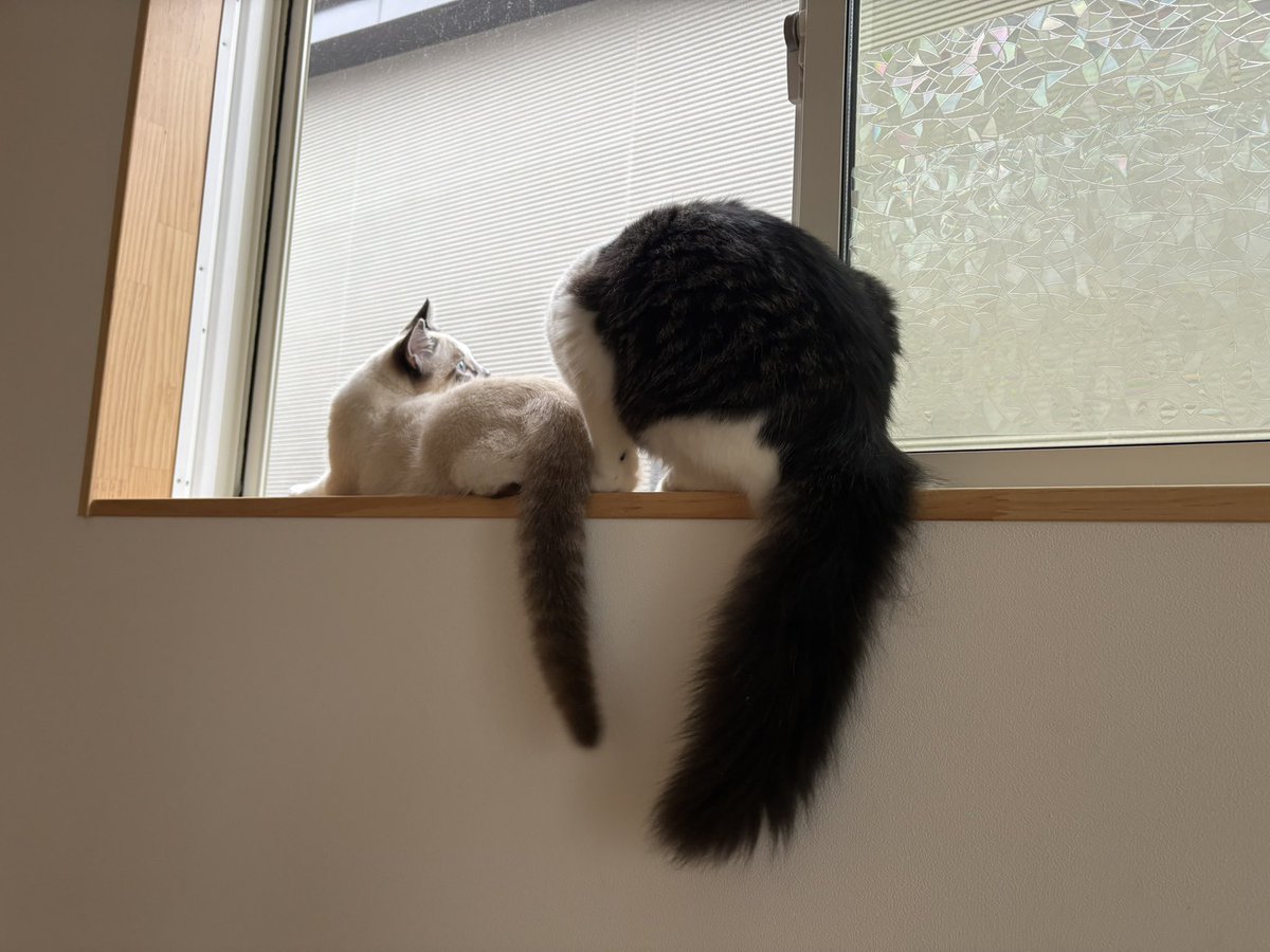 兄弟猫だけど親子に見える