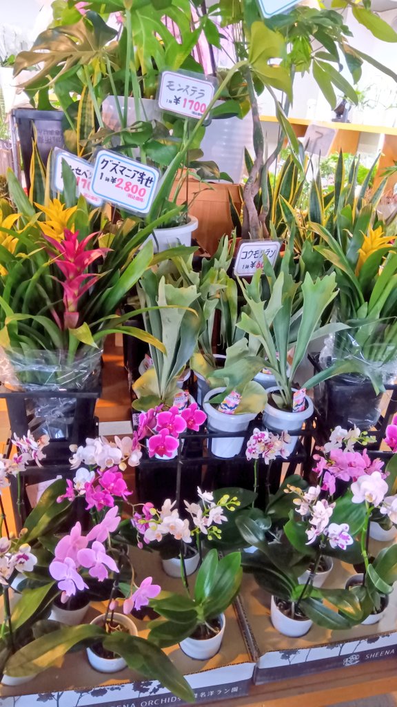 ワールドフラワー本日も10時から営業いたします💕

本日はお彼岸入り！秋彼岸に欠かせない仏花や菊のお花を沢山ご用意しております！💐

皆様、お供えの準備はお済みですか？当店でぜひお買い得に綺麗なお花を揃えて、ご先祖様をお迎えしてください🍁

#ワールドフラワー
#梶が谷
#溝の口