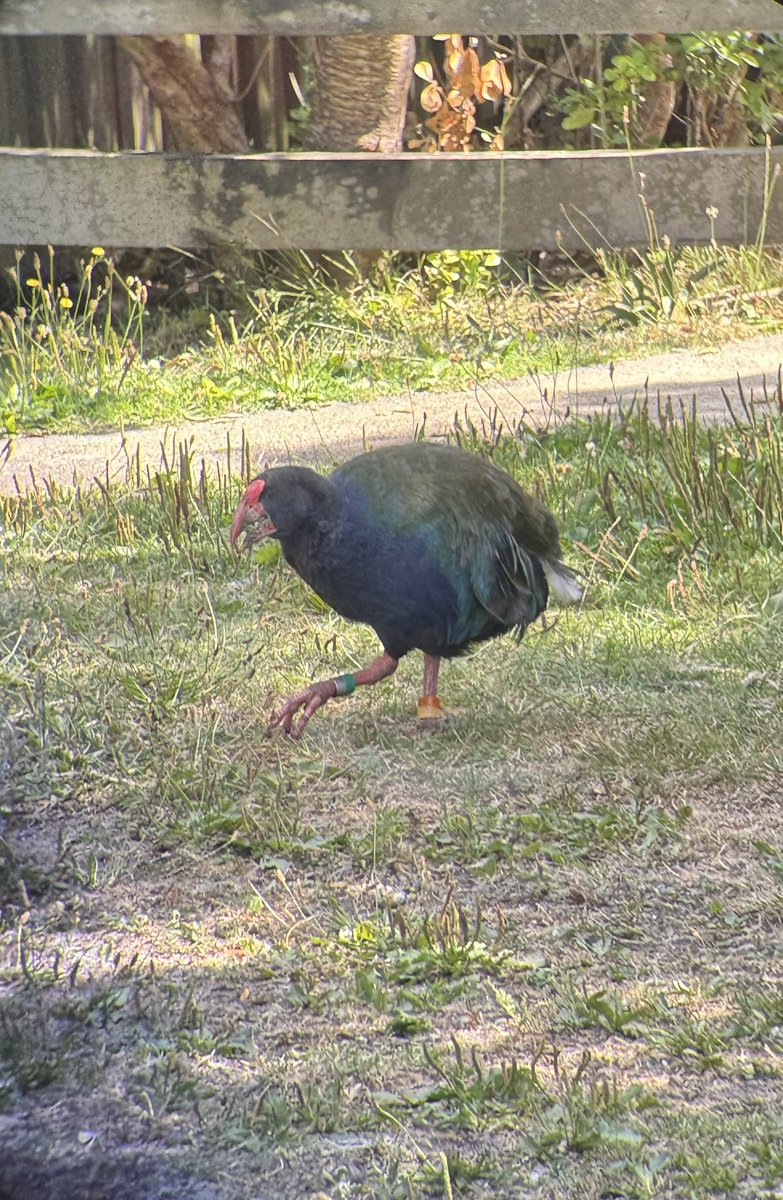 Amazon_Belle's tweet photo. @cmkosemen Saw these big guys this year and my mom literally said aloud “oh my GOD it’s prehistoric!” I have never heard her so delighted https://t.co/j7ggc7CW8N