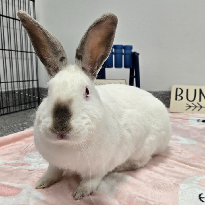 RabbitNetwork's tweet image. Meet Carol! 🐇 She is an energetic, playful, and friendly #rabbit that&apos;s looking for her forever home. 😝 Be warned, Carol can be an escape artist and seeks adventure! She&apos;ll be best in a home that is bunny-proofed and with space to play. Learn more: wagtopia.com/search/pet?id=…