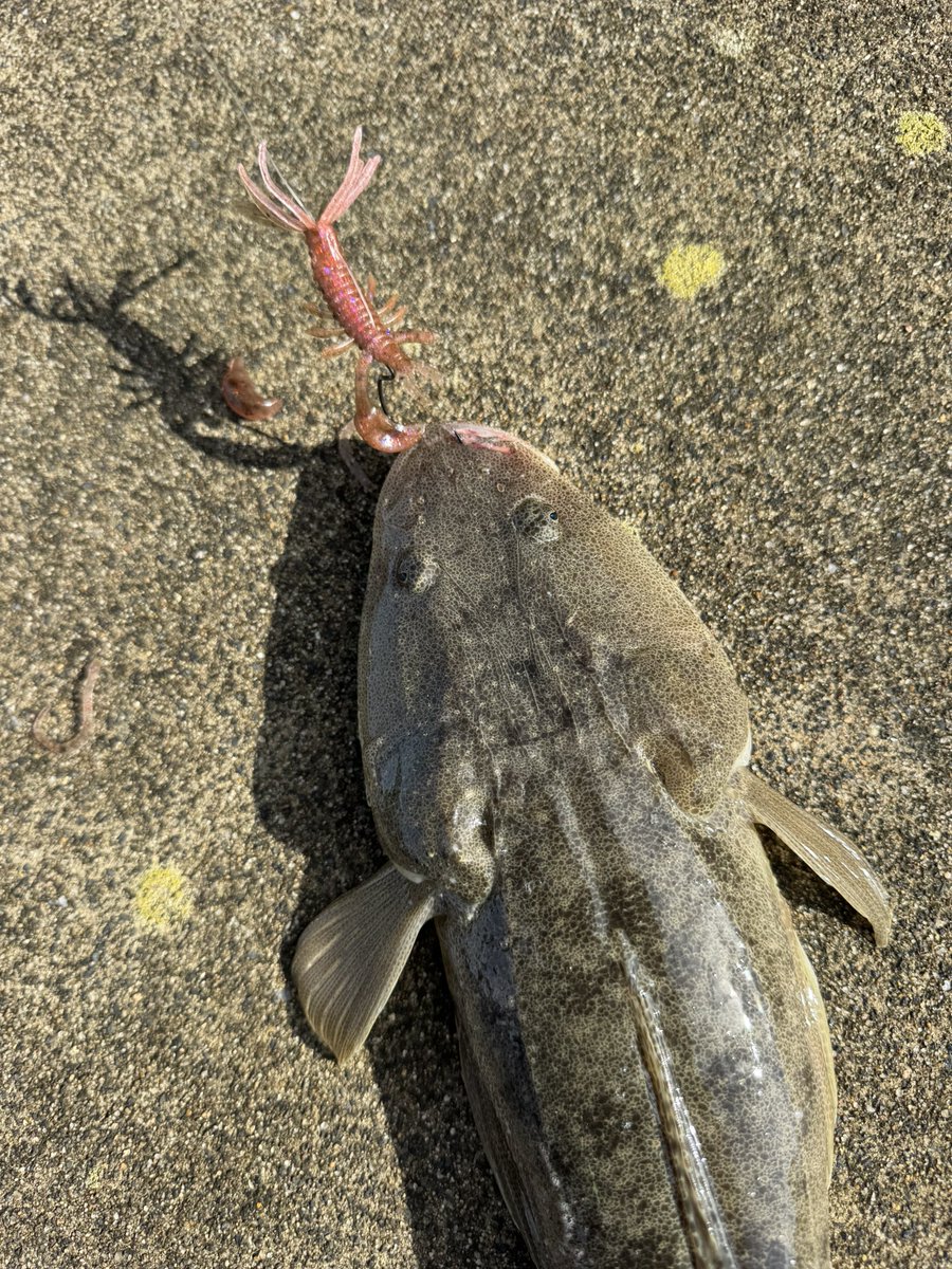 🐟️フィッシングガイド勝栄丸🎣🚢 on X