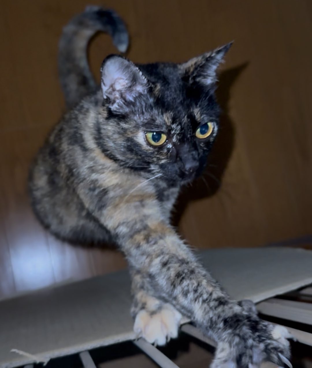 どこかの猫好き Passion Models[P35T-025]1/24 猫好きが認めるネコ 5種セット