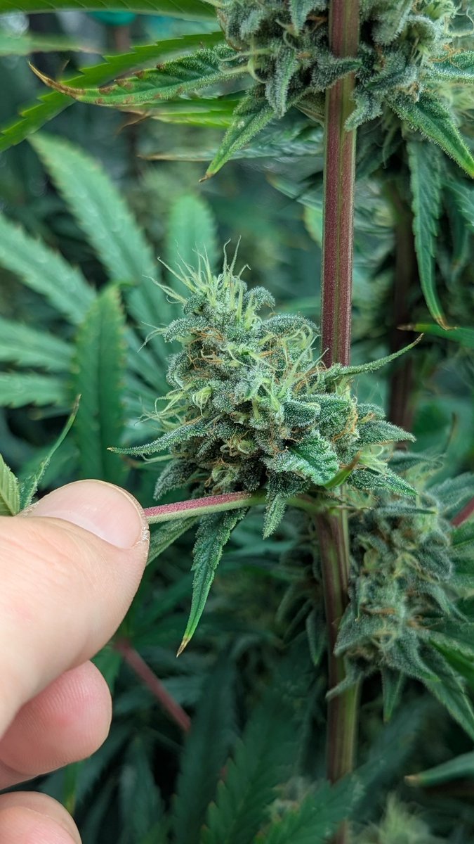 Smitty's OG x Congolese Bandaid. Looks and smells like dad aka Stretch Armstrong. Stretched above the light even. 🤩. Funky shitty fuzzy incense haze nose. Big internodes with golf ball nugulars.Can't wait to give this lady a ripski. Just under 7 weeks, maybe 3 more to go. 🌱