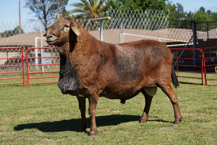 Bossolamilekan tweet media