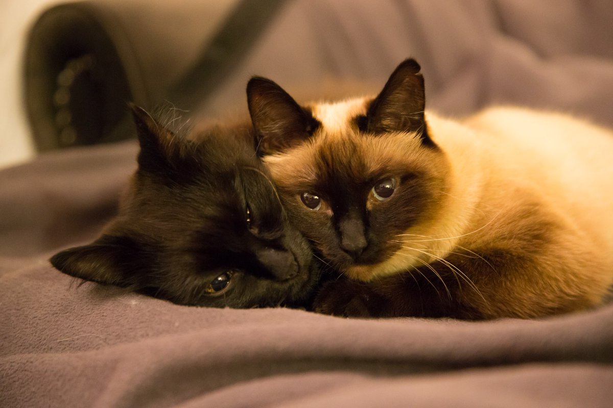 しんコロ/しゃべるねこ、しおちゃん (@theoshio) / Posts / X