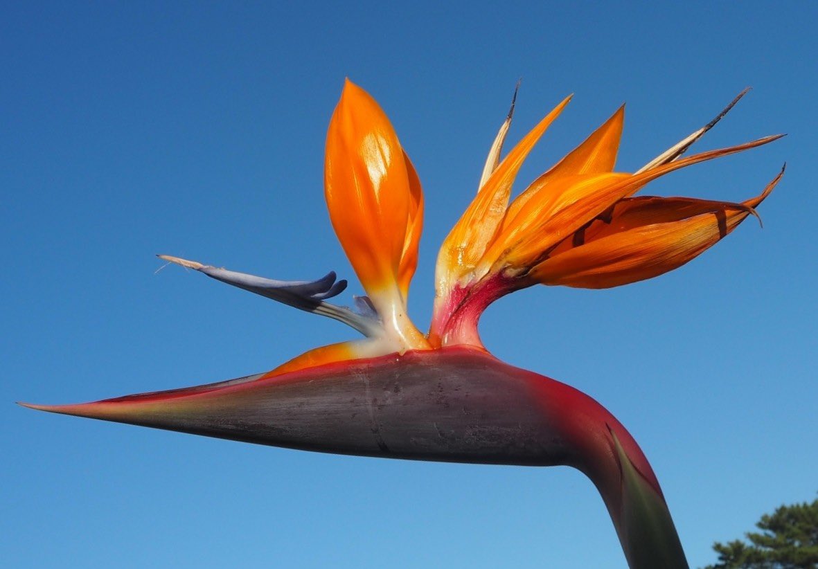 極楽鳥花　③ 極楽鳥花（2023年2月11日） - YouTube