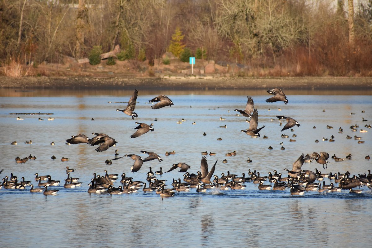 Have you been to Fernhill lately? More than just a natural filtration system, migrating birds use Fernhill as a stopover traveling the Pacific Flyway.
<a href="/BirdAllianceOR/">Bird Alliance of Oregon</a> 
Get your camera and binoculars ready! 🦆 🔭 📸  

🔗 fernhillnts.org/birding
🔗birdallianceoregon.org
