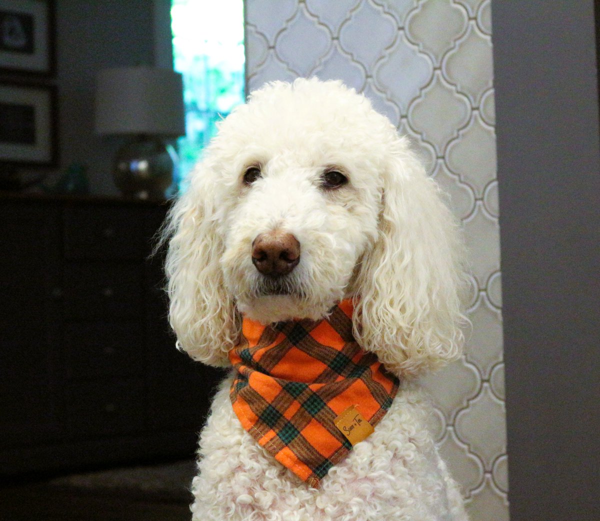 Nessa + Macie Doodle 🇨🇦 tweet media