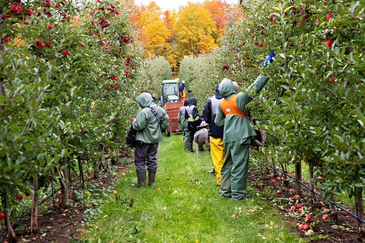 Positive changes have improved the experience for seasonal and temporary farm workers in Ontario, says Bill George, chair, OFVGA labour committee. <a href="/OntFruitVeg/">OFVGA</a> <a href="/BillGeorgeVines/">George ll vineyards</a>
thegrower.org/news/positive-…