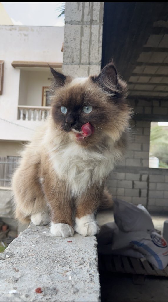 I will say only four words:
Israel killed my cat Leo.