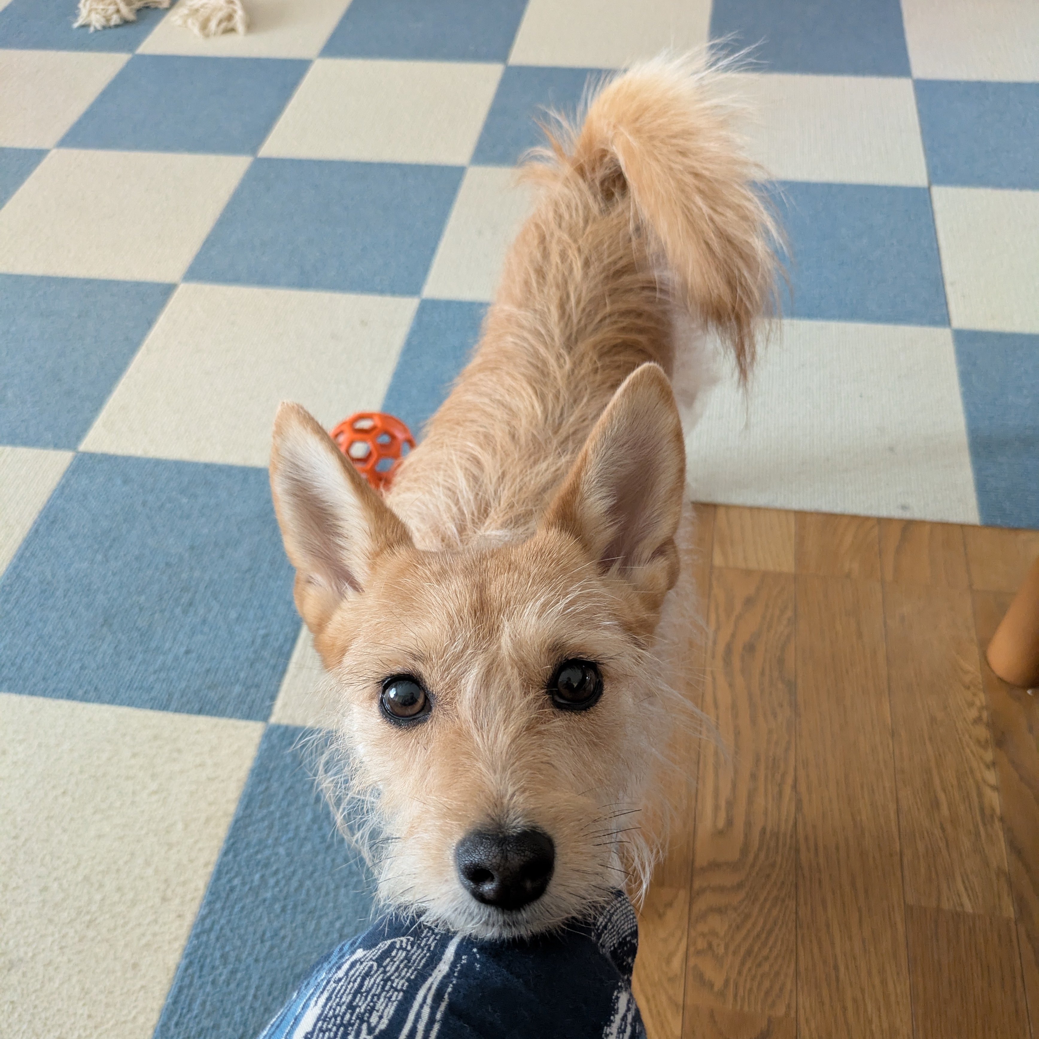 @犬 犬ちゃん (@dogchan1010) / X